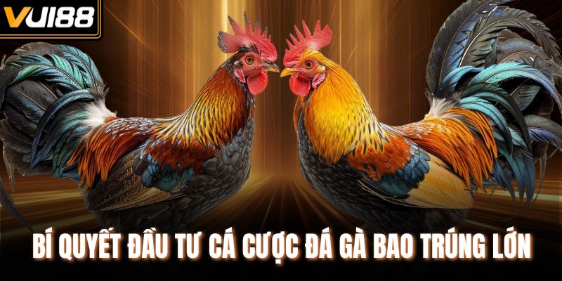 Bí quyết đầu tư cá cược đá gà bao trúng lớn