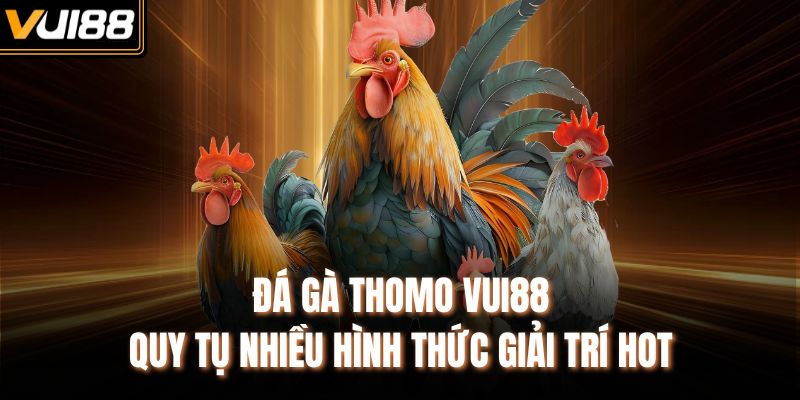 Đá gà Thomo VUI88 quy tụ nhiều hình thức giải trí hot