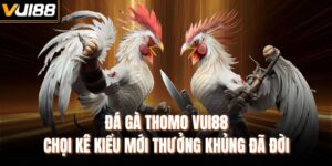 Đá Gà Thomo VUI88 – Chọi Kê Kiểu Mới Thưởng Khủng Đã Đời