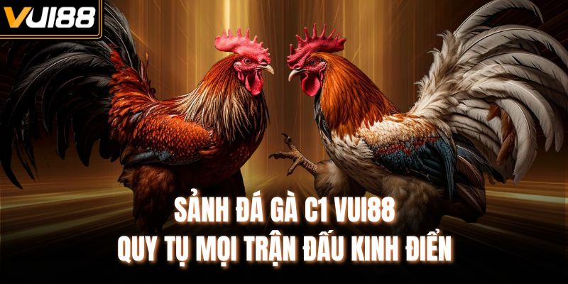 Sảnh đá gà C1 VUI88 quy tụ mọi trận đấu kinh điển