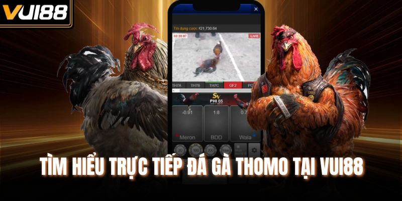 Tìm hiểu trực tiếp đá gà Thomo tại Vui88