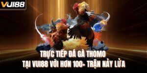 Trực Tiếp Đá Gà Thomo Tại Vui88 Với Hơn 100+ Trận Nảy Lửa